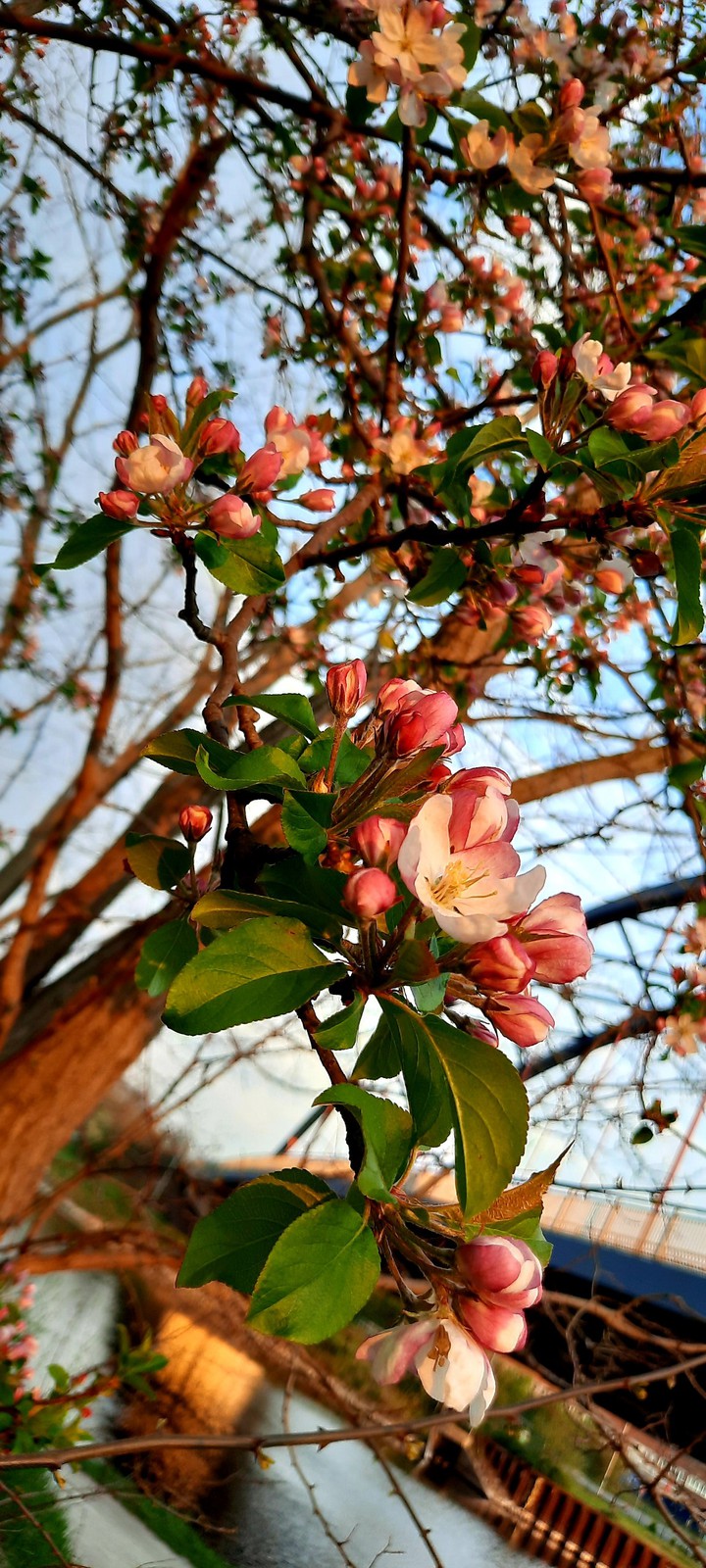 spring