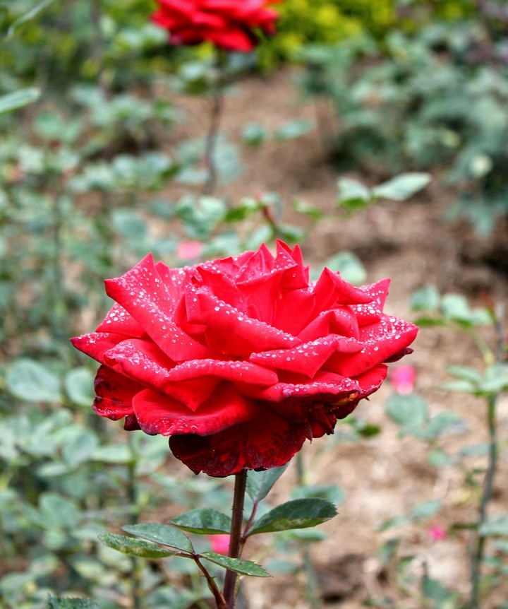 Red Rose