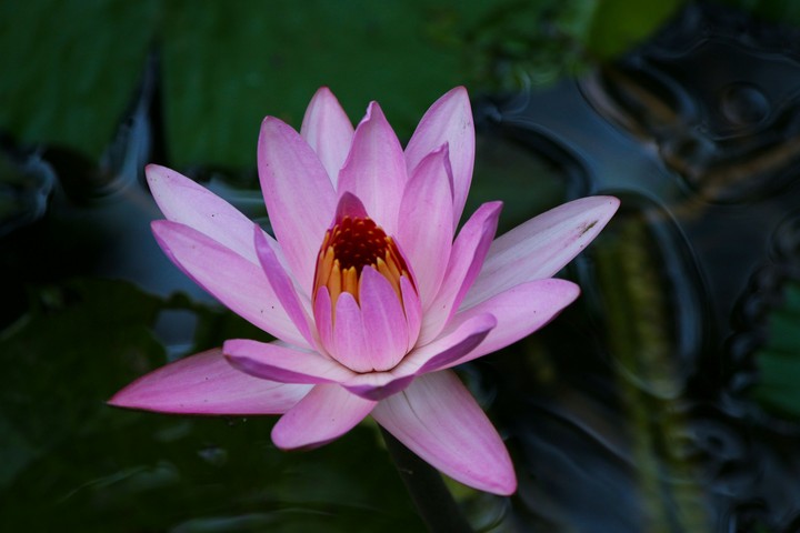 lotus