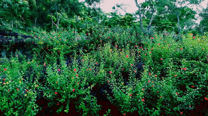 Flower