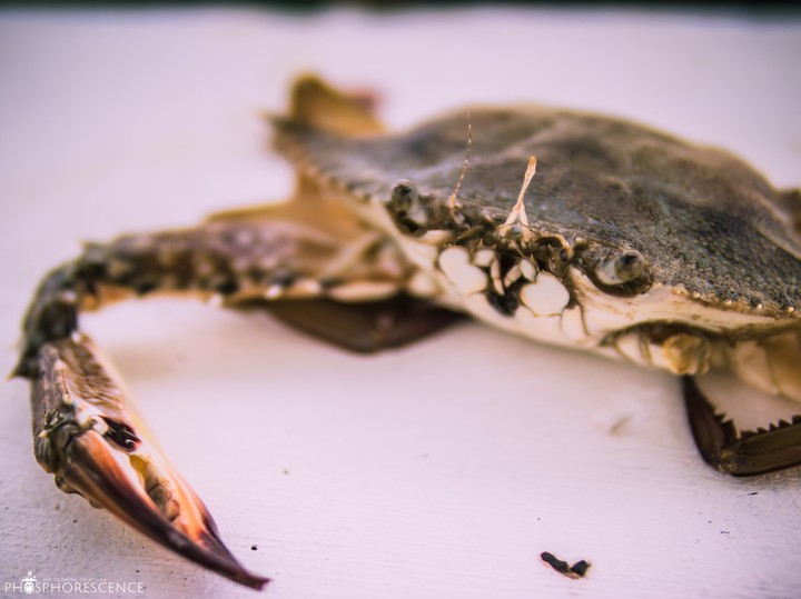 Mr. Crab