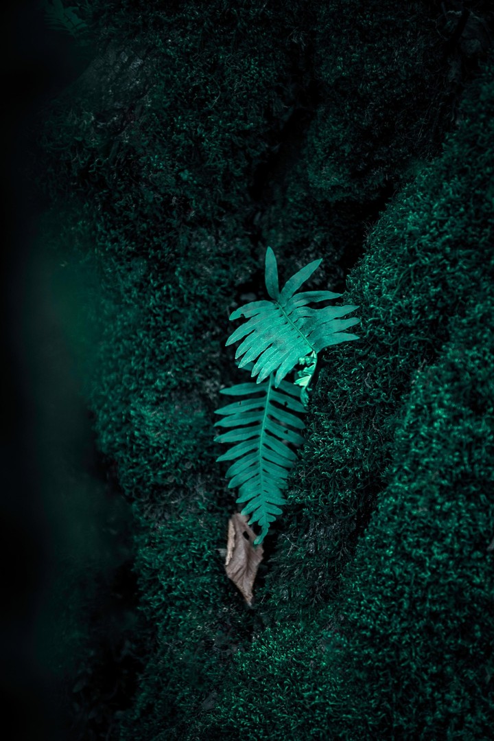 leaf