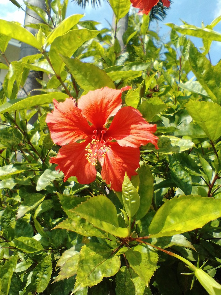 Chinese hibiscus flowers