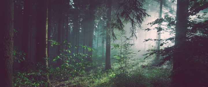forest