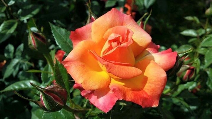 Rosas