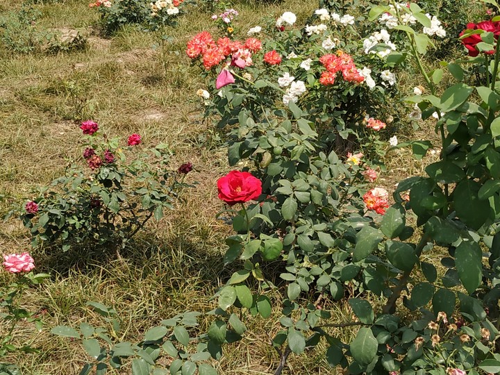 #flowers#rose