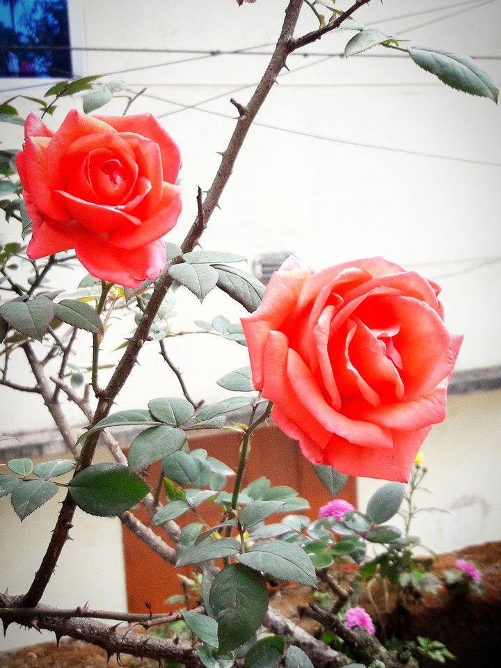 Love this flowers