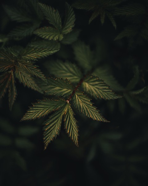 green leafs