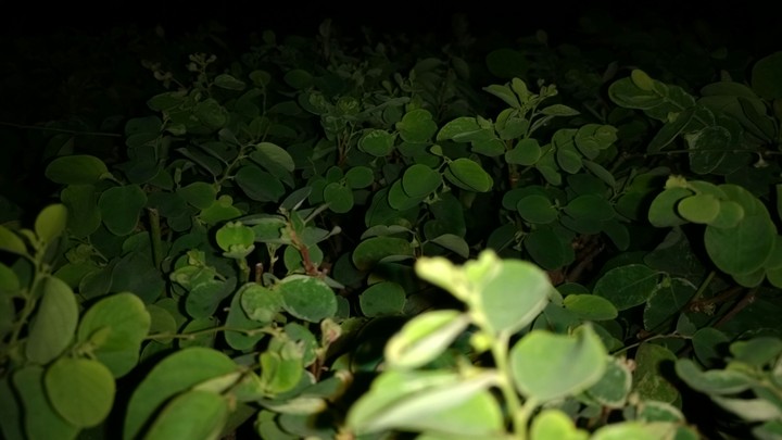 leaves