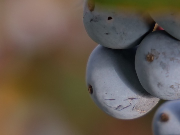 Beeren, Pflanzen