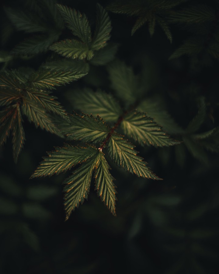 green leafs