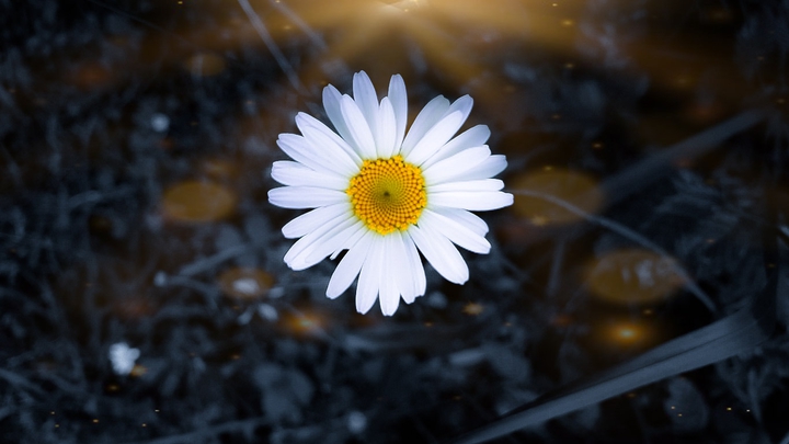 Daisy