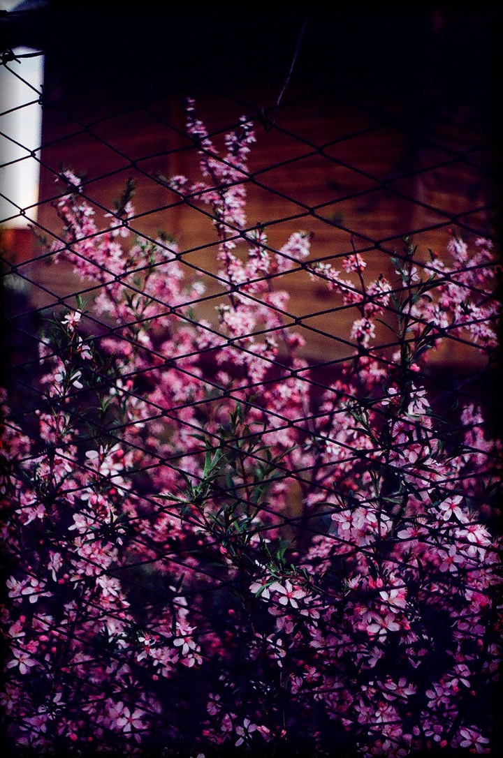 the flowering trees