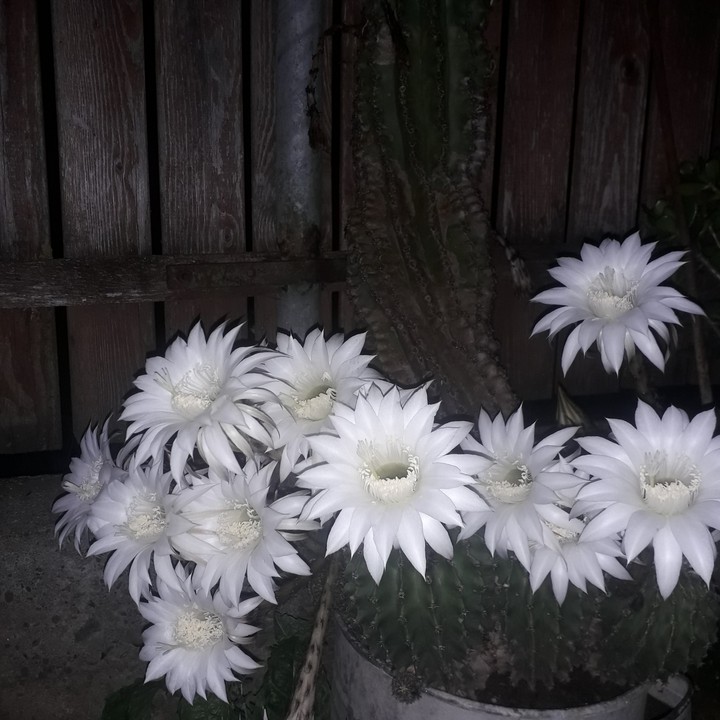 white cactus flowers