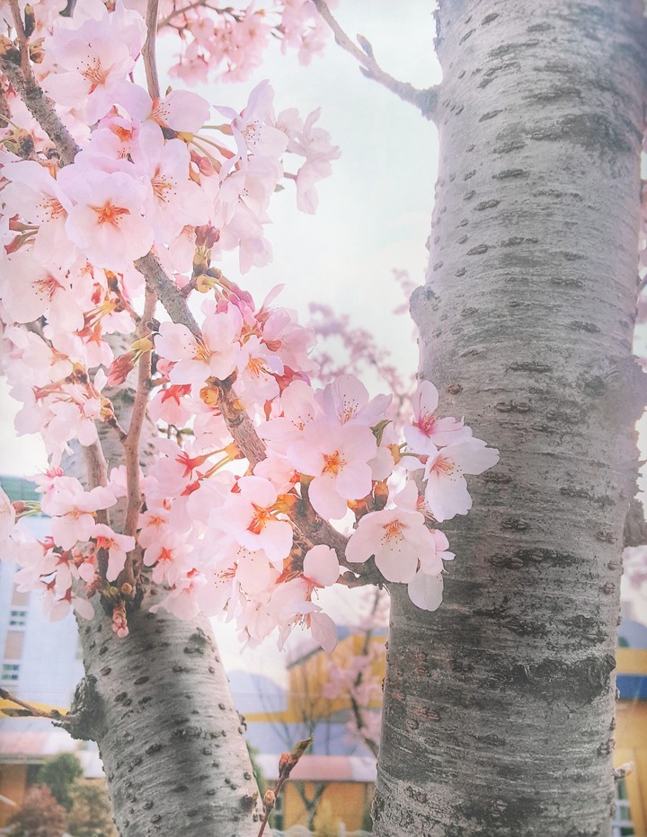 CHERRY BLOSSOM