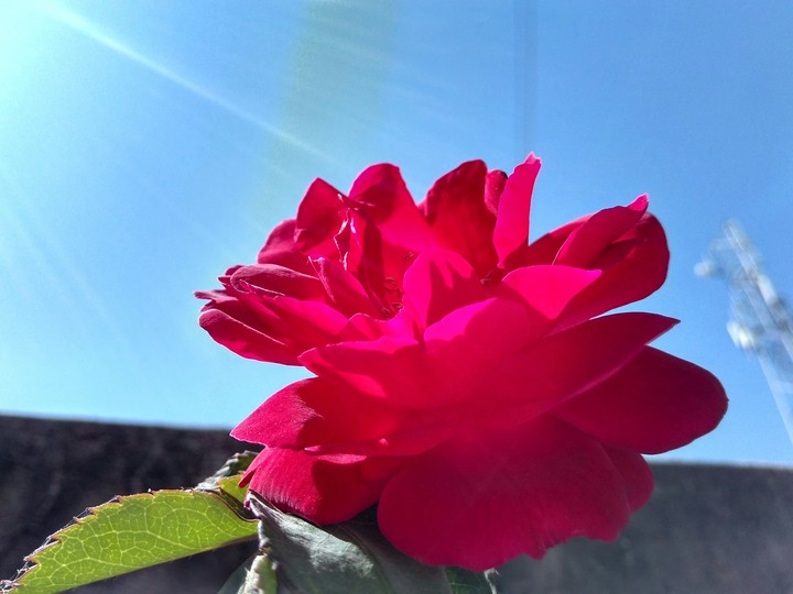 rose