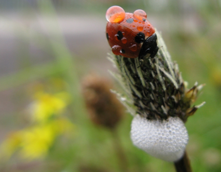 ladybird