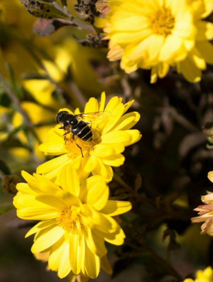 Honey Bee