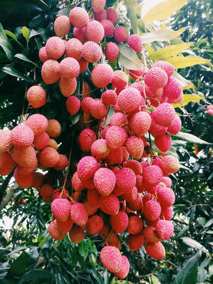 lichi