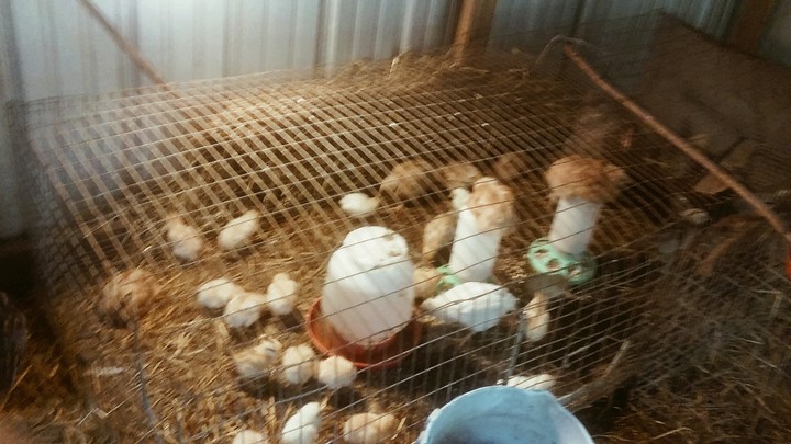 Chicks