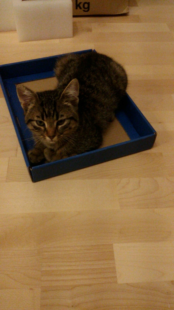 my cat
