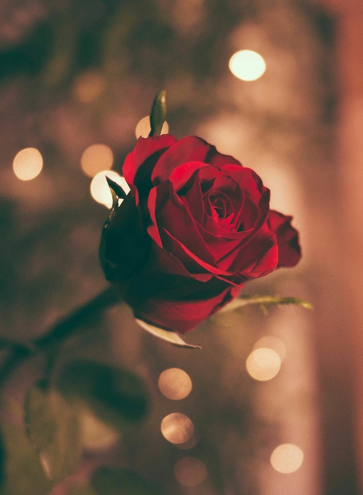 rose red