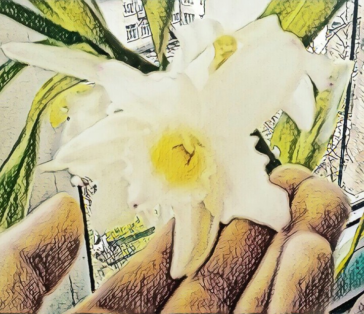 Flower