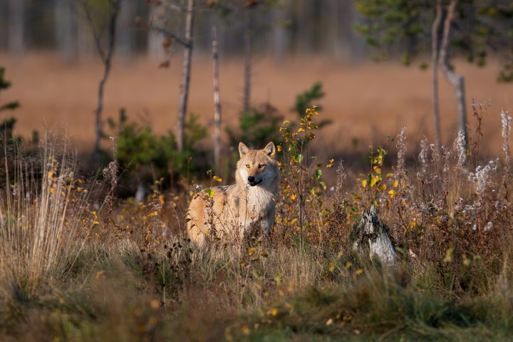 wolf