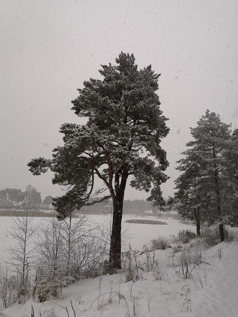 winter
