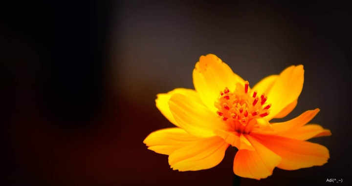 yellow Flower