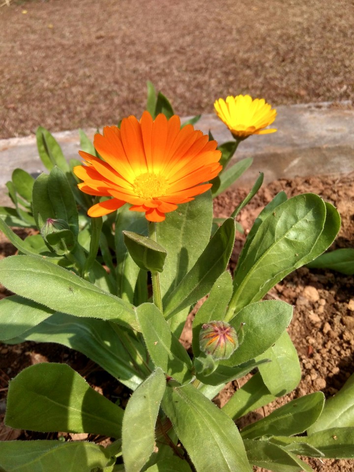 flower