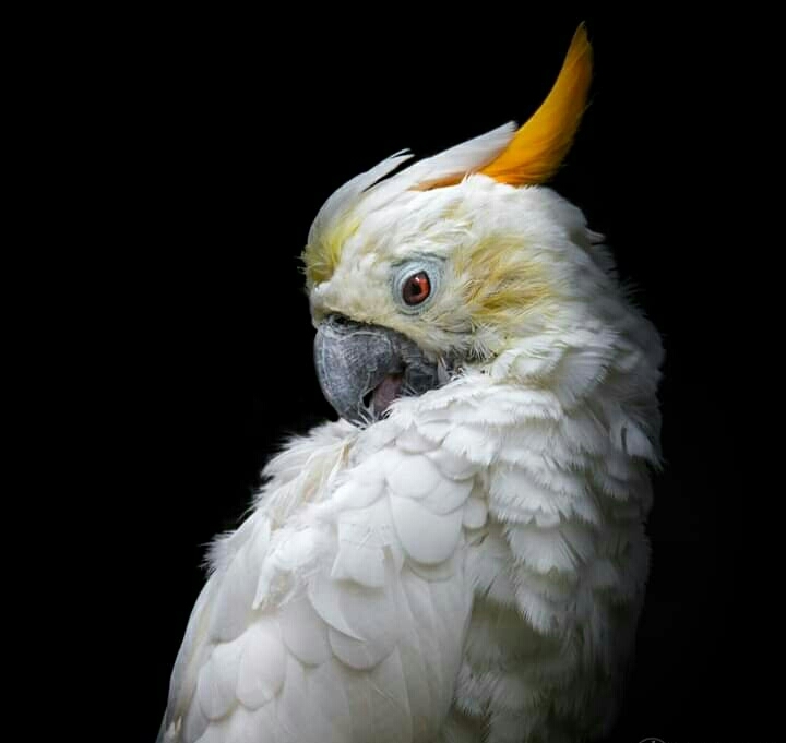 Parrot