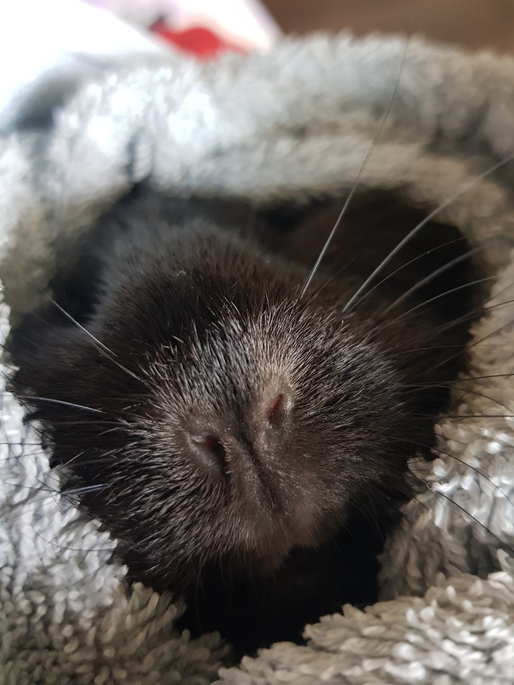 guineapig