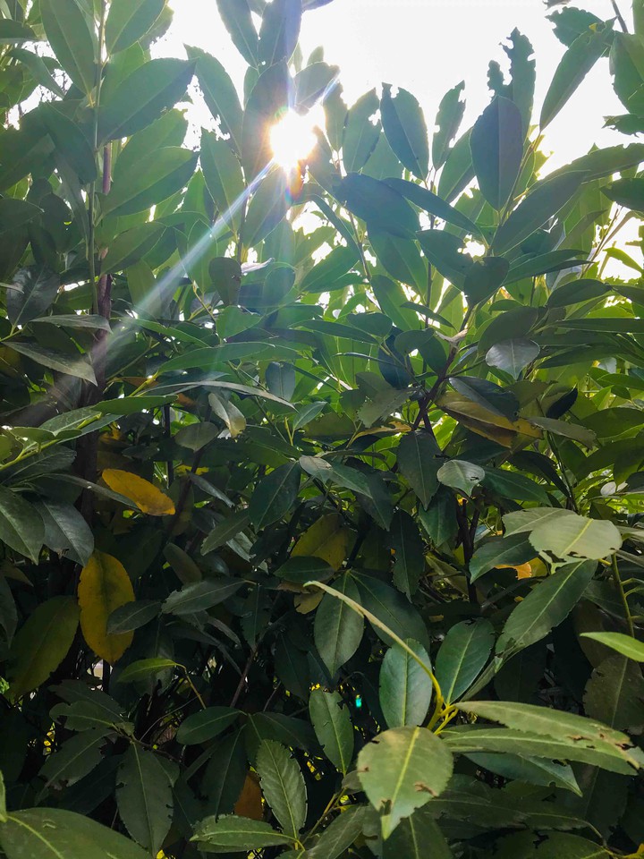 the sun in the leaves