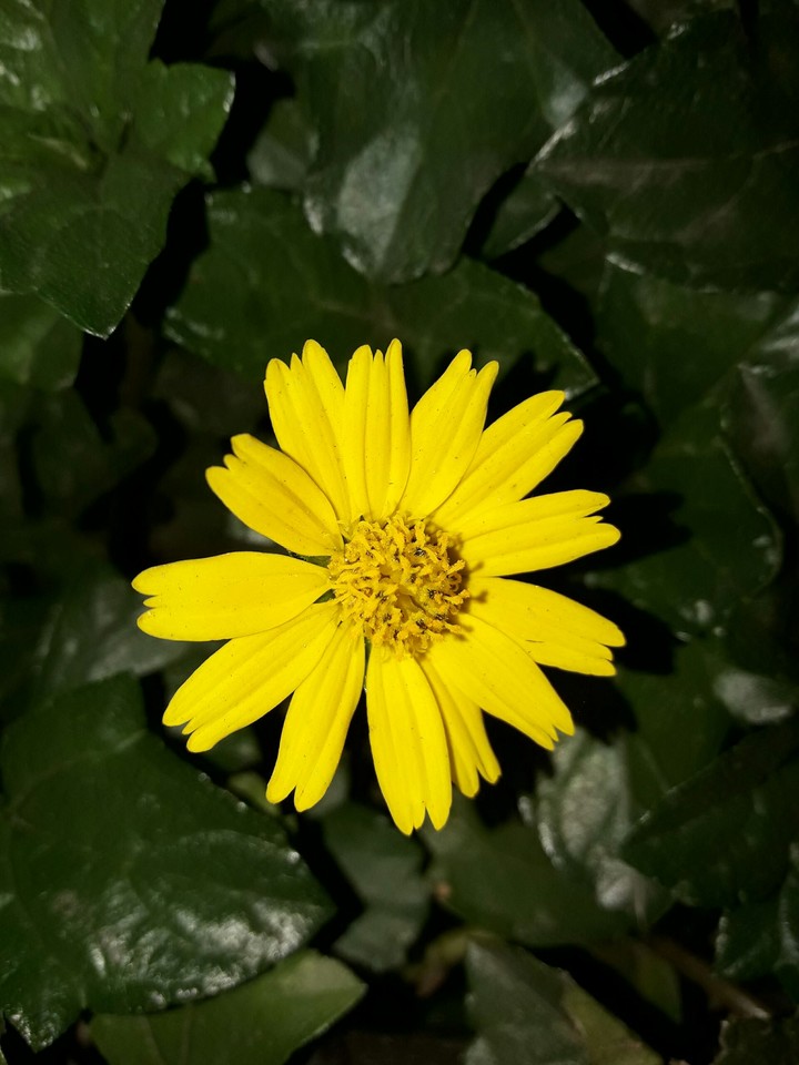 flowers tels life is beutyfull