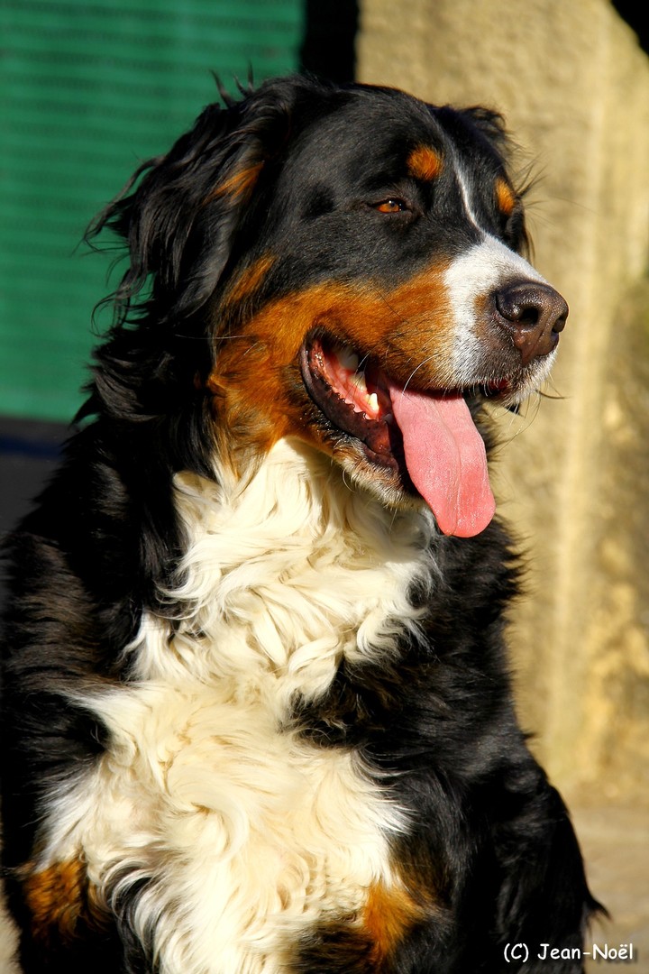 Bernes Montain Dog