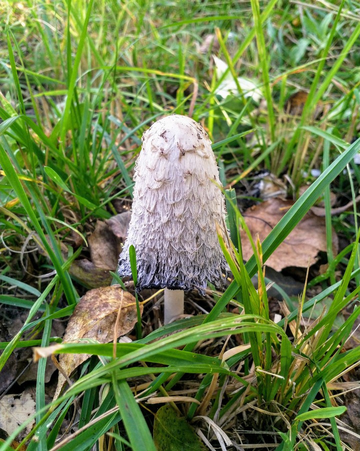 Fungus?