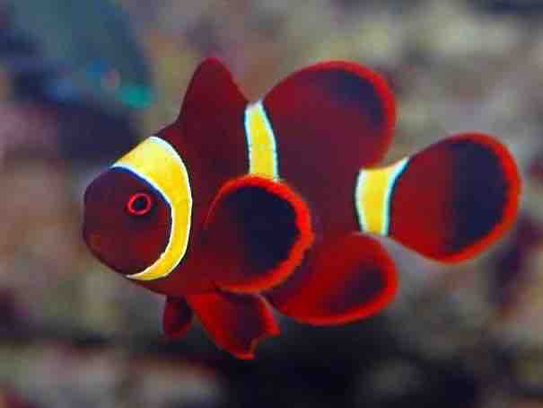 poisson rouge