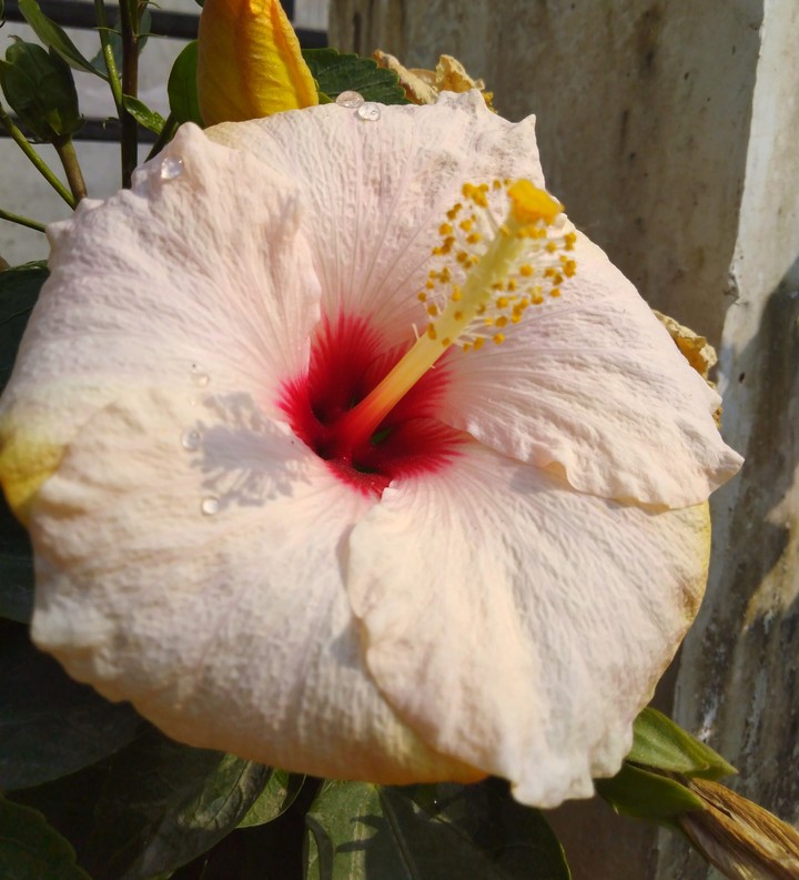 hibiscus