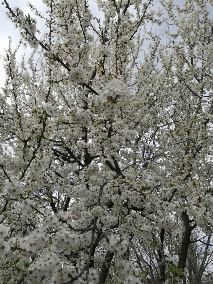 Spring