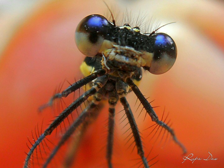 Macro
