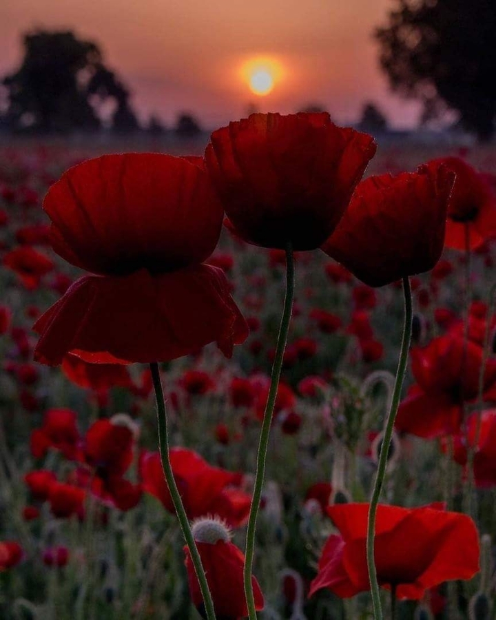 Poppy