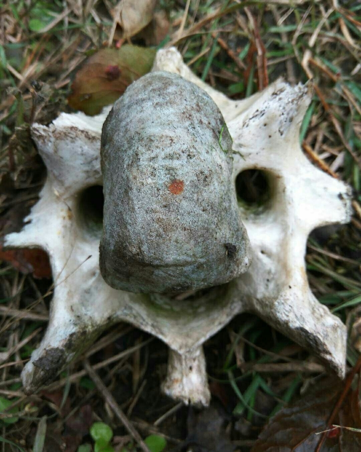 skull