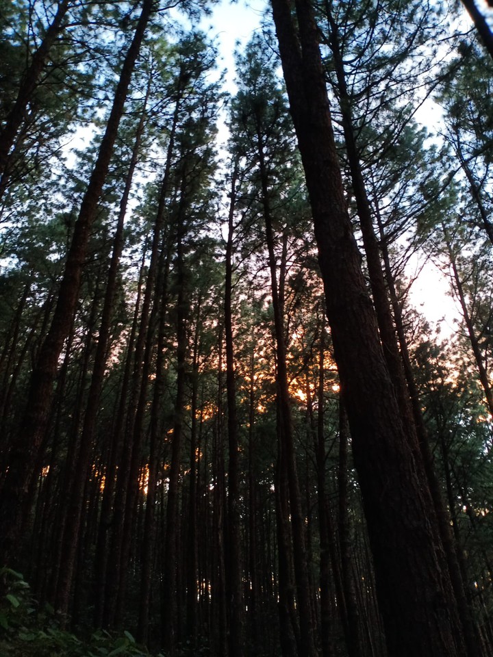 Pine tree Sunset