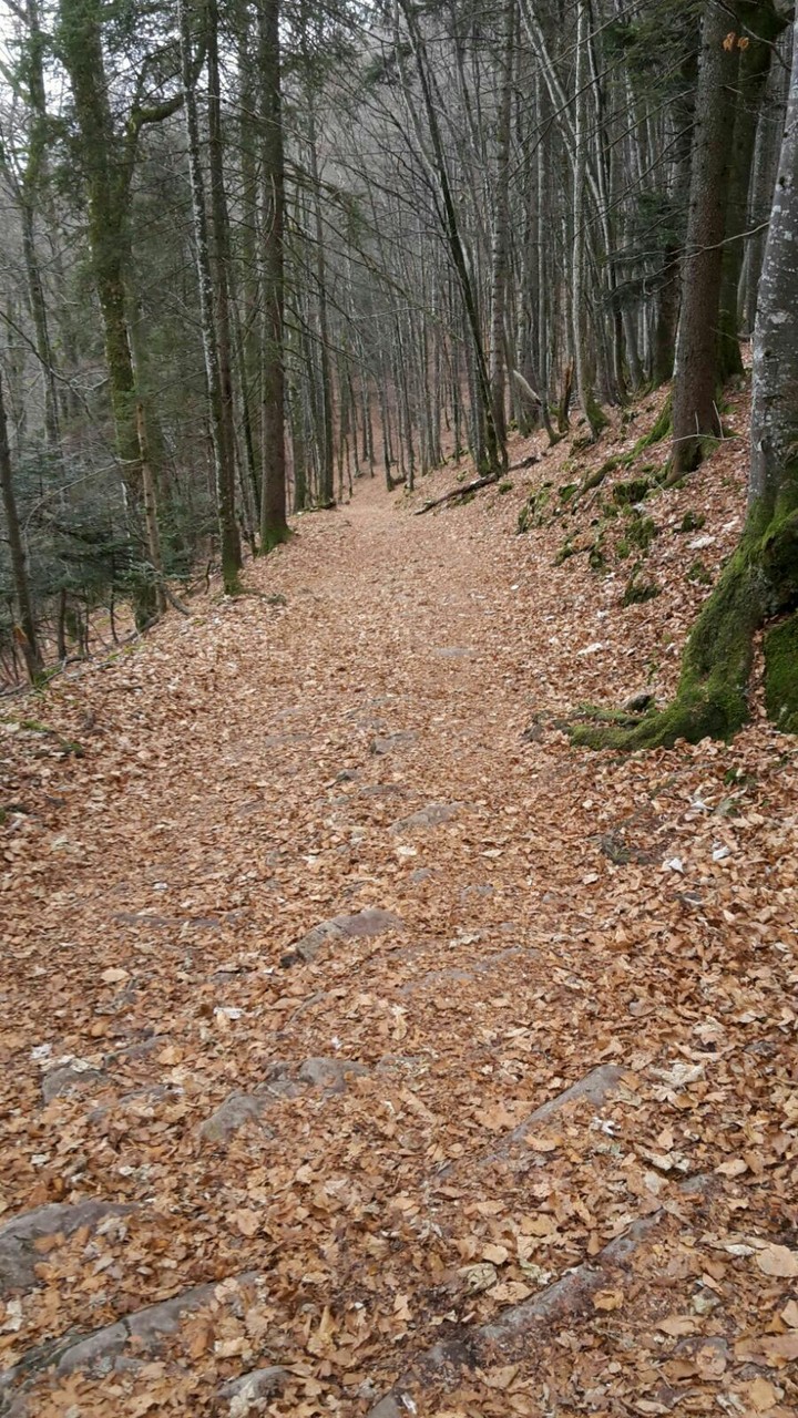 wald