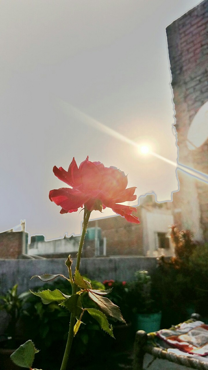 Shining Rose