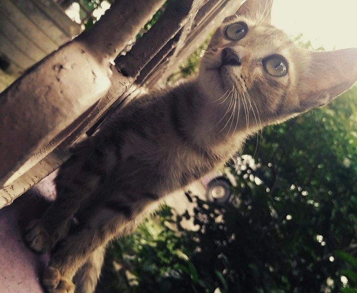 kitty