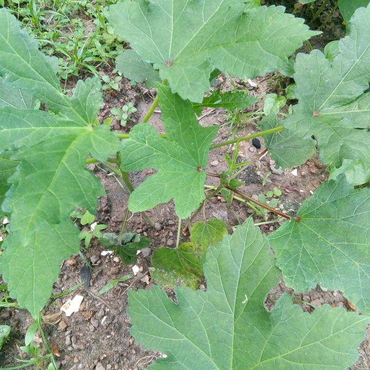 """"""My Cultivation Home Garden""""""""''