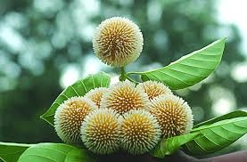 keya