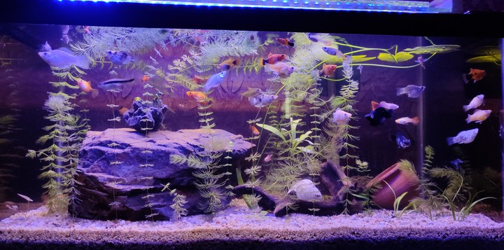 MY HOBBY